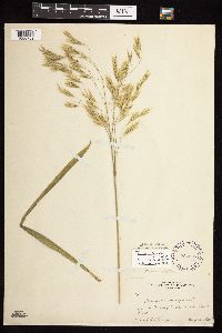 Bromus ciliatus image