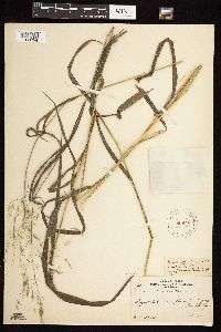 Bromus ciliatus image