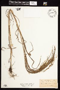 Bromus ciliatus image