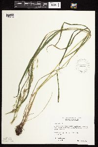Bromus ciliatus image