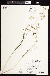 Bromus ciliatus image