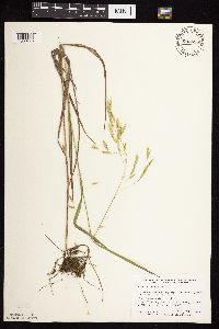 Bromus ciliatus image