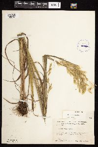 Bromus ciliatus image