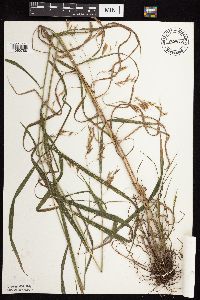Bromus ciliatus image