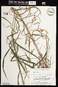 Bromus ciliatus image