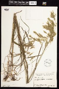 Bromus ciliatus image