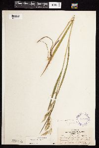Bromus ciliatus image