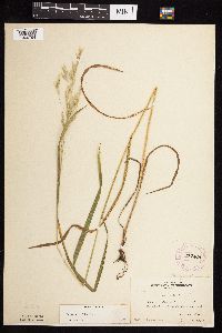 Bromus ciliatus image