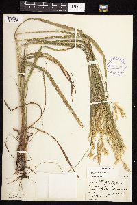 Bromus ciliatus image