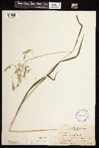 Bromus ciliatus image