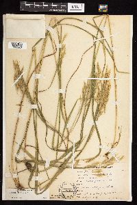 Bromus ciliatus image