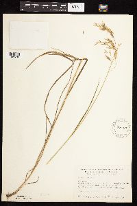 Bromus ciliatus image