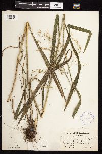 Bromus ciliatus image