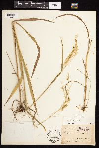 Bromus ciliatus image