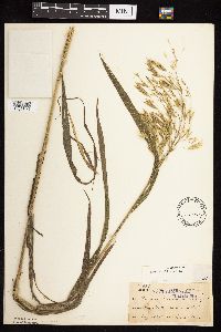 Bromus ciliatus image
