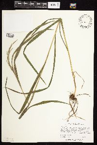 Bromus ciliatus image