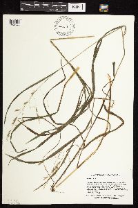 Bromus ciliatus image