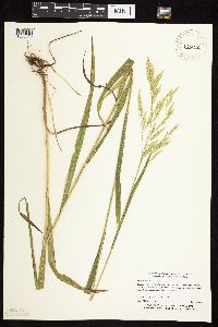 Bromus ciliatus image