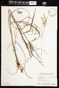 Bromus ciliatus image