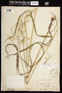 Bromus ciliatus image