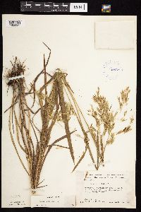 Bromus ciliatus image