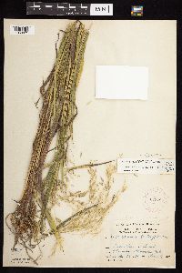 Bromus ciliatus image