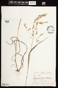 Bromus ciliatus image