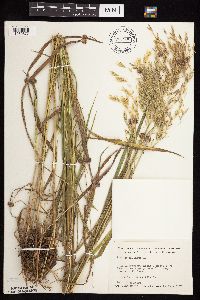 Bromus ciliatus image