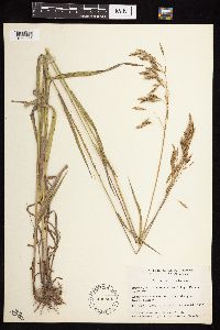 Bromus inermis image