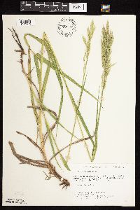 Bromus inermis image