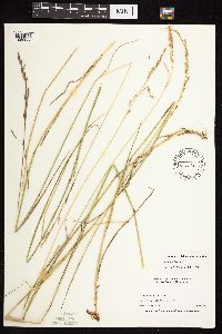 Bromus inermis image