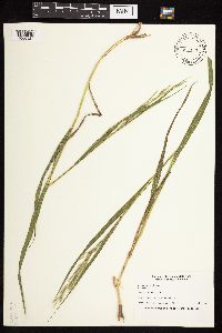 Bromus inermis image