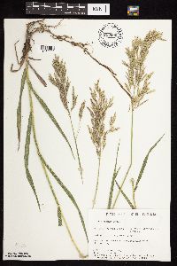 Bromus inermis image