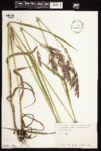 Bromus inermis image