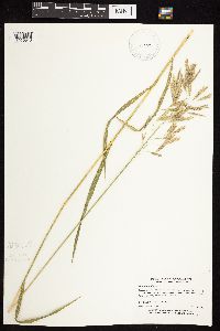 Bromus inermis image
