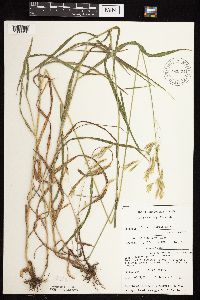Bromus inermis image