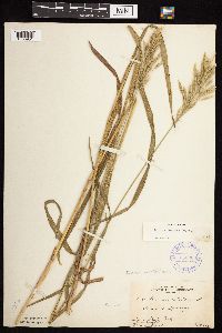 Bromus inermis image