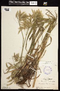 Bromus inermis image