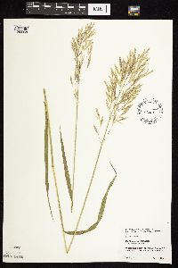 Bromus inermis image