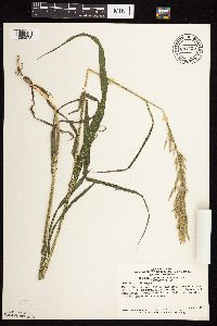 Bromus inermis image