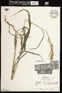 Bromus inermis image
