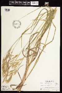 Bromus inermis image