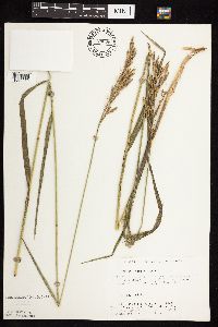 Bromus inermis image