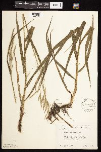 Bromus inermis image