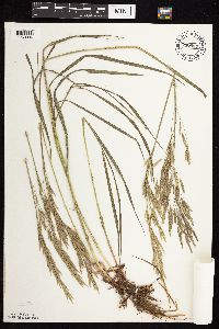 Bromus inermis image