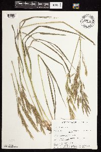 Bromus inermis image