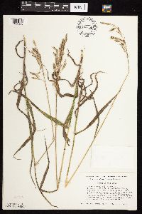Bromus inermis image