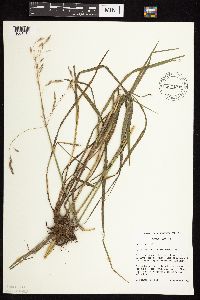 Bromus inermis image