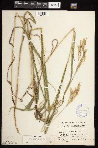 Bromus inermis image