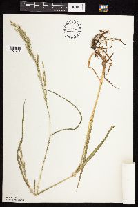Bromus inermis image